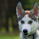 Image for article titled Dogs and Certain Primates May Be Able To See Magnetic Fields